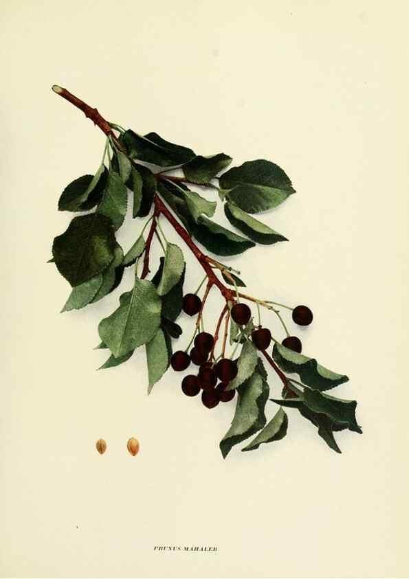 Reproducción/Reproduction 29724586642: The cherries of New York,. Albany,J. B. Lyon company, state printers,1915.