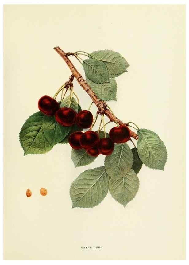 Reproducción/Reproduction 29755117941: The cherries of New York,. Albany,J. B. Lyon company, state printers,1915.