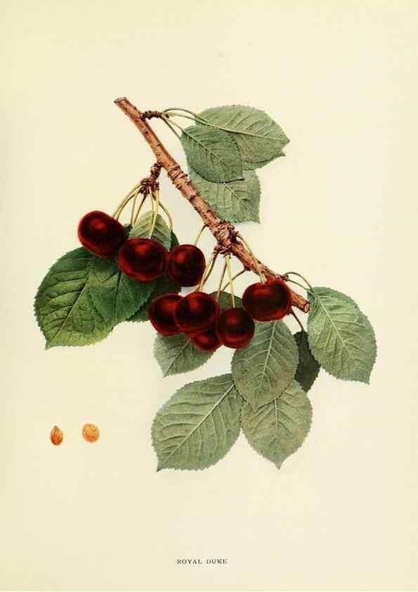 Reproducción/Reproduction 29755117941: The cherries of New York,. Albany,J. B. Lyon company, state printers,1915.