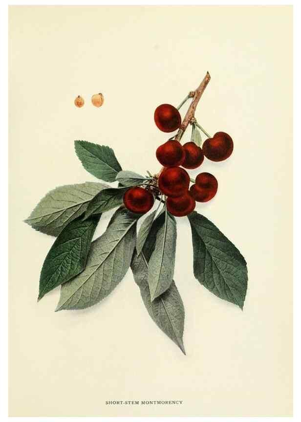 Reproducción/Reproduction 29837706775: The cherries of New York,. Albany,J. B. Lyon company, state printers,1915.