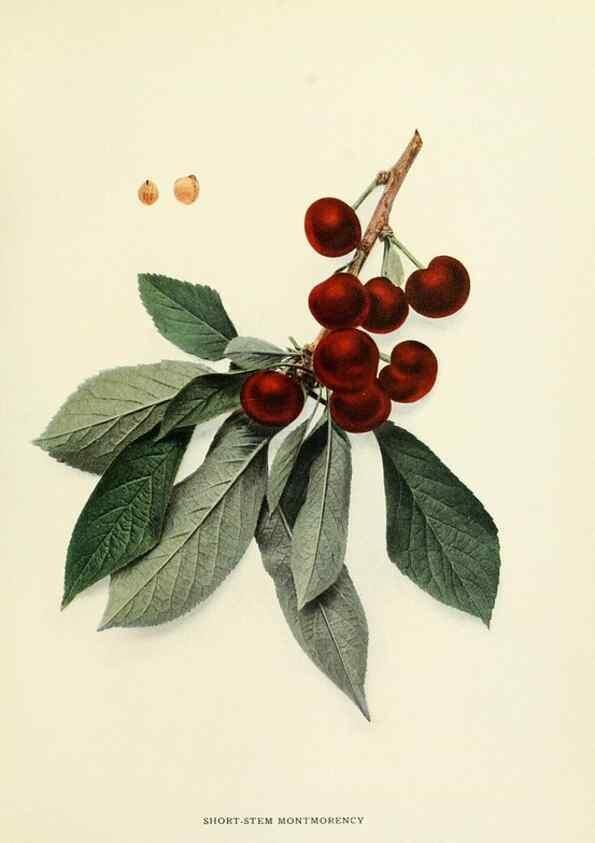 Reproducción/Reproduction 29837706775: The cherries of New York,. Albany,J. B. Lyon company, state printers,1915.