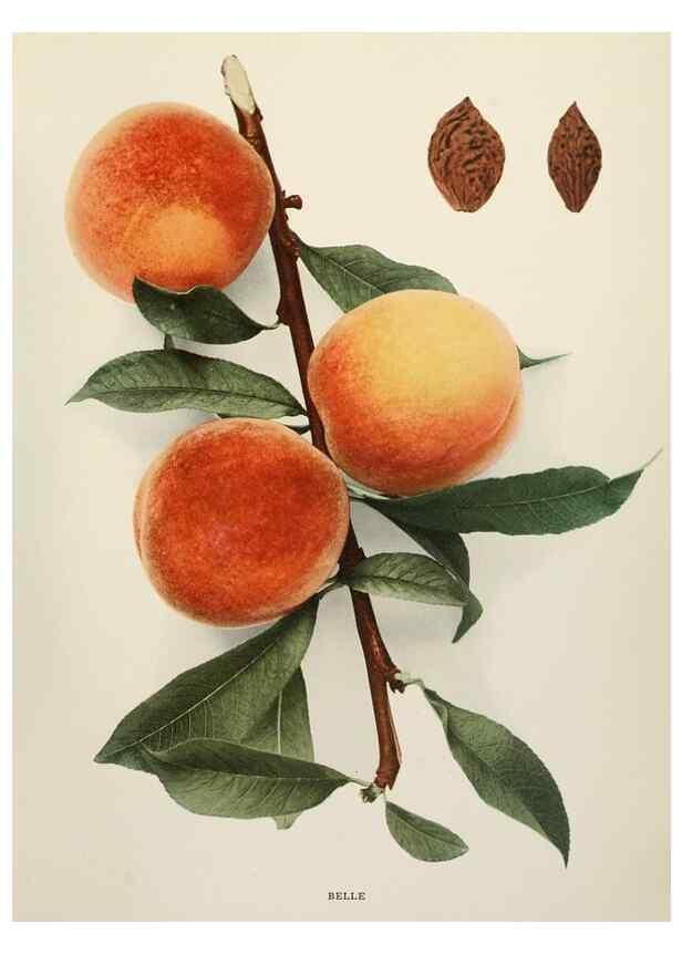 Reproducción/Reproduction 29725229682: The peaches of New York,. Albany,J. B. Lyon Company, printers,1917.