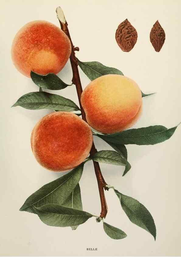 Reproducción/Reproduction 29725229682: The peaches of New York,. Albany,J. B. Lyon Company, printers,1917.