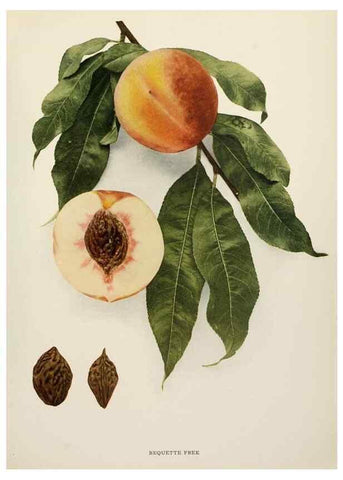Reproducción/Reproduction 29838297025: The peaches of New York,. Albany,J. B. Lyon Company, printers,1917.