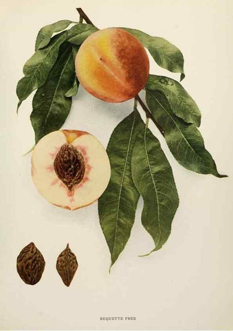Reproducción/Reproduction 29838297025: The peaches of New York,. Albany,J. B. Lyon Company, printers,1917.