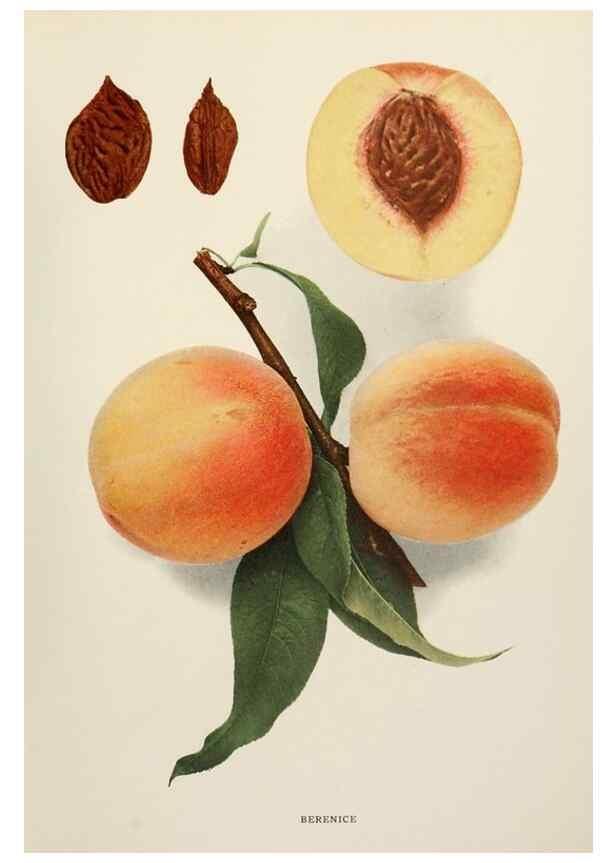 Reproducción/Reproduction 29802957446: The peaches of New York,. Albany,J. B. Lyon Company, printers,1917.