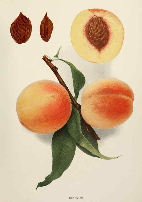 Reproducción/Reproduction 29802957446: The peaches of New York,. Albany,J. B. Lyon Company, printers,1917.