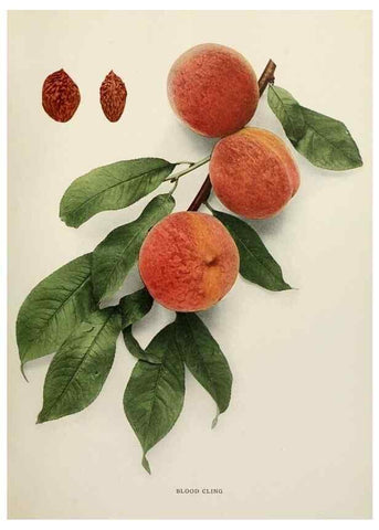 Reproducción/Reproduction 29211094954: The peaches of New York,. Albany,J. B. Lyon Company, printers,1917.