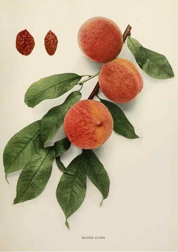 Reproducción/Reproduction 29211094954: The peaches of New York,. Albany,J. B. Lyon Company, printers,1917.
