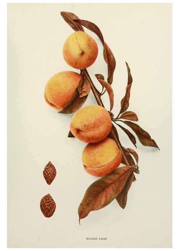 Reproducción/Reproduction 29545577310: The peaches of New York,. Albany,J. B. Lyon Company, printers,1917.