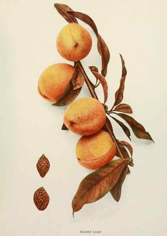Reproducción/Reproduction 29545577310: The peaches of New York,. Albany,J. B. Lyon Company, printers,1917.
