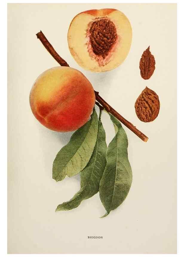 Reproducción/Reproduction 29725243202: The peaches of New York,. Albany,J. B. Lyon Company, printers,1917.