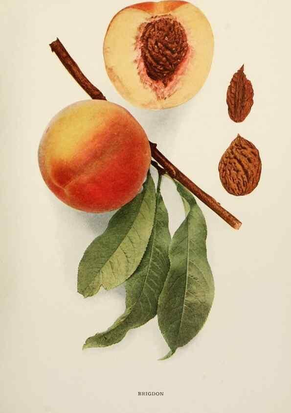 Reproducción/Reproduction 29725243202: The peaches of New York,. Albany,J. B. Lyon Company, printers,1917.