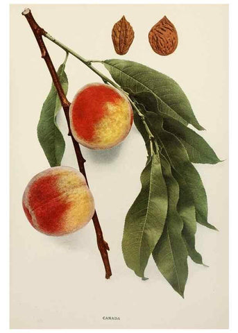Reproducción/Reproduction 29755688831: The peaches of New York,. Albany,J. B. Lyon Company, printers,1917.