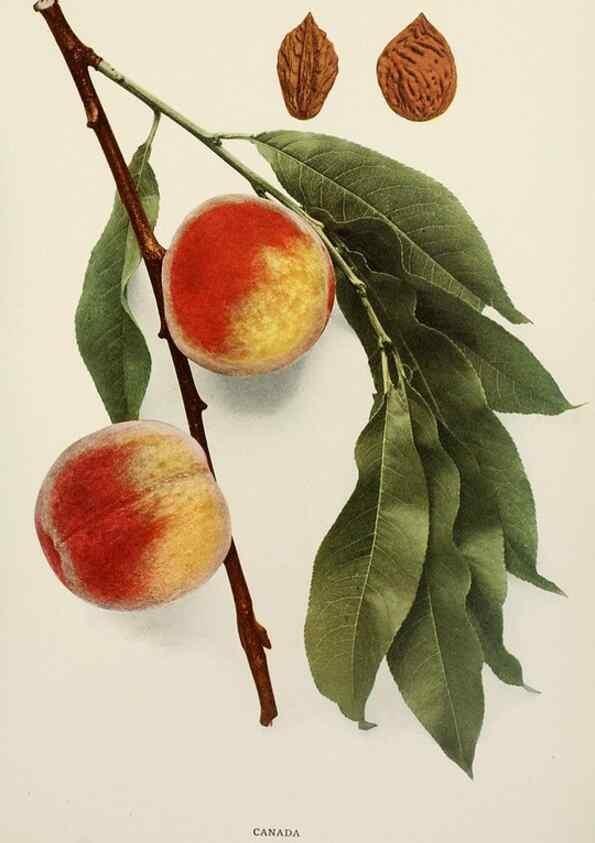 Reproducción/Reproduction 29755688831: The peaches of New York,. Albany,J. B. Lyon Company, printers,1917.