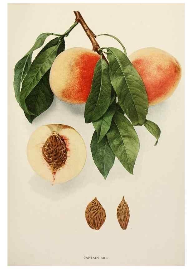 Reproducción/Reproduction 29838316415: The peaches of New York,. Albany,J. B. Lyon Company, printers,1917.