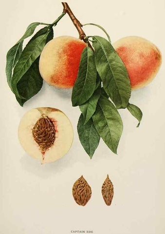 Reproducción/Reproduction 29838316415: The peaches of New York,. Albany,J. B. Lyon Company, printers,1917.