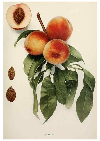 Reproducción/Reproduction 29212298223: The peaches of New York,. Albany,J. B. Lyon Company, printers,1917.