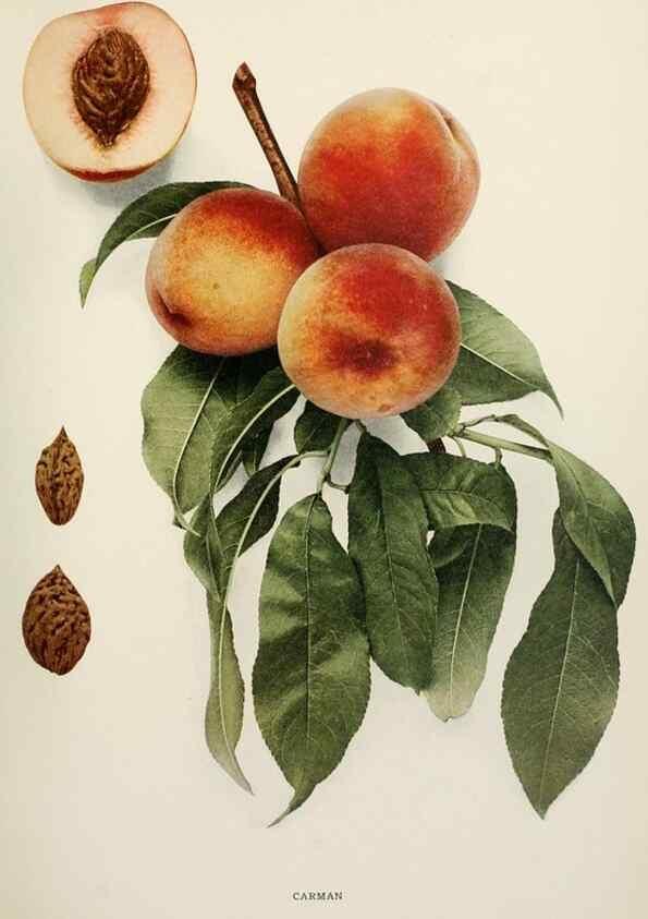 Reproducción/Reproduction 29212298223: The peaches of New York,. Albany,J. B. Lyon Company, printers,1917.