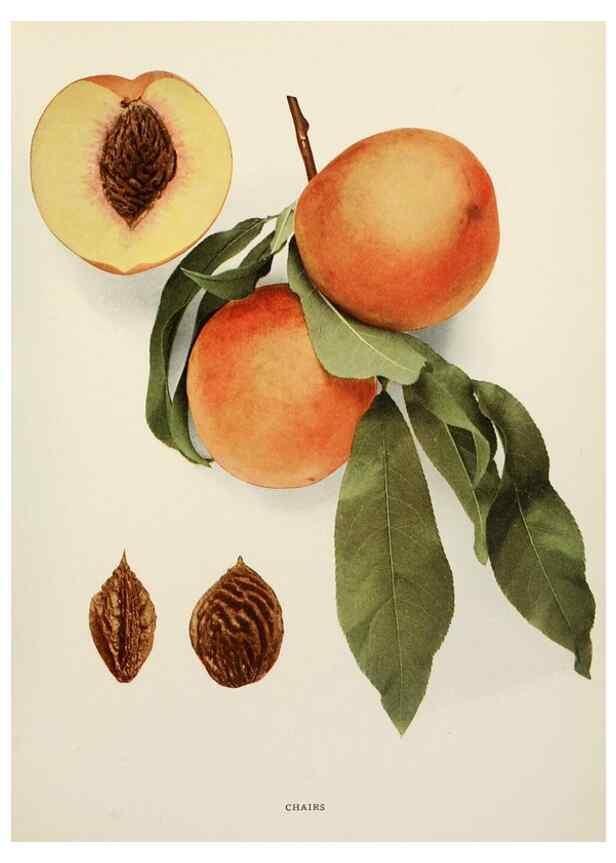 Reproducción/Reproduction 29212300803: The peaches of New York,. Albany,J. B. Lyon Company, printers,1917.