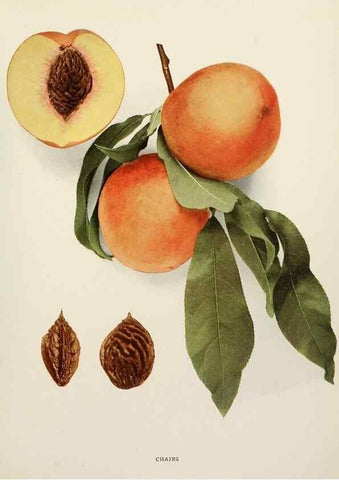 Reproducción/Reproduction 29212300803: The peaches of New York,. Albany,J. B. Lyon Company, printers,1917.