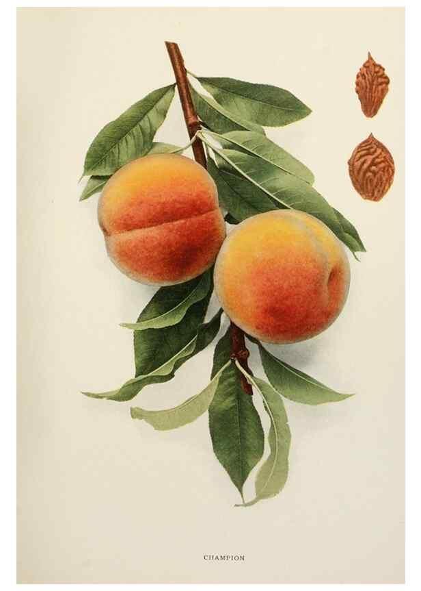 Reproducción/Reproduction 29802987846: The peaches of New York,. Albany,J. B. Lyon Company, printers,1917.