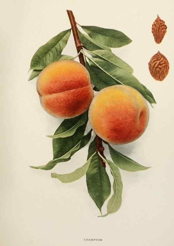 Reproducción/Reproduction 29802987846: The peaches of New York,. Albany,J. B. Lyon Company, printers,1917.