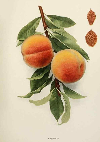 Reproducción/Reproduction 29802987846: The peaches of New York,. Albany,J. B. Lyon Company, printers,1917.