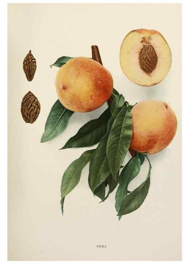 Reproducción/Reproduction 29802990396: The peaches of New York,. Albany,J. B. Lyon Company, printers,1917.