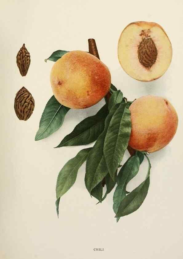Reproducción/Reproduction 29802990396: The peaches of New York,. Albany,J. B. Lyon Company, printers,1917.