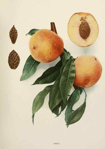 Reproducción/Reproduction 29802990396: The peaches of New York,. Albany,J. B. Lyon Company, printers,1917.
