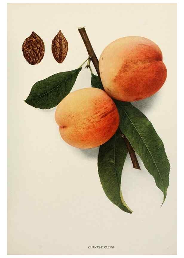 Reproducción/Reproduction 29838330375: The peaches of New York,. Albany,J. B. Lyon Company, printers,1917.