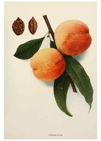 Reproducción/Reproduction 29838330375: The peaches of New York,. Albany,J. B. Lyon Company, printers,1917.