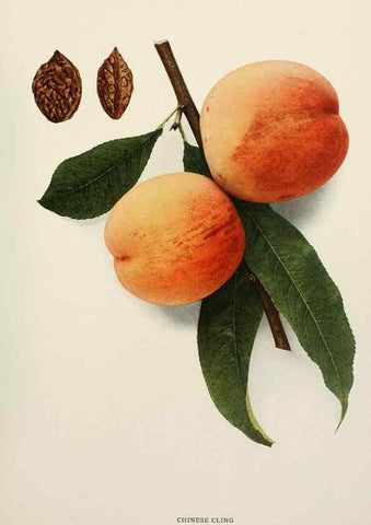Reproducción/Reproduction 29838330375: The peaches of New York,. Albany,J. B. Lyon Company, printers,1917.