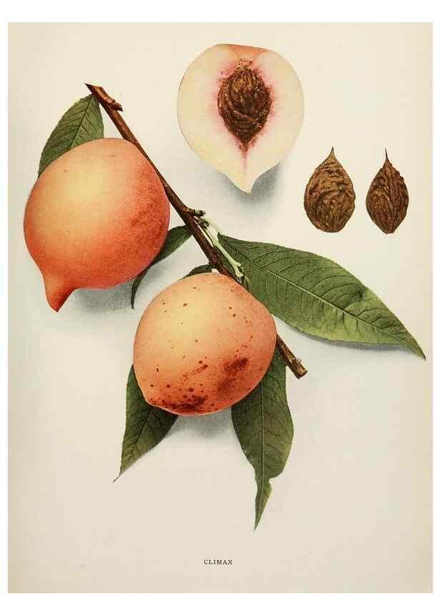 Reproducción/Reproduction 29838333705: The peaches of New York,. Albany,J. B. Lyon Company, printers,1917.