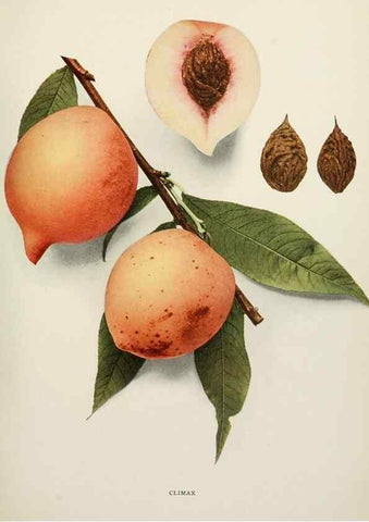 Reproducción/Reproduction 29838333705: The peaches of New York,. Albany,J. B. Lyon Company, printers,1917.