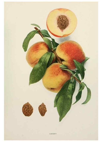 Reproducción/Reproduction 29802995716: The peaches of New York,. Albany,J. B. Lyon Company, printers,1917.