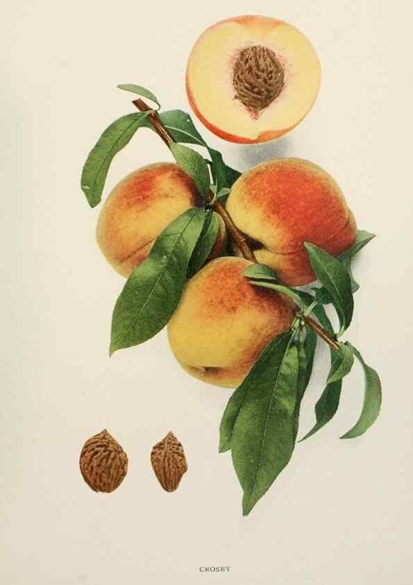 Reproducción/Reproduction 29802995716: The peaches of New York,. Albany,J. B. Lyon Company, printers,1917.