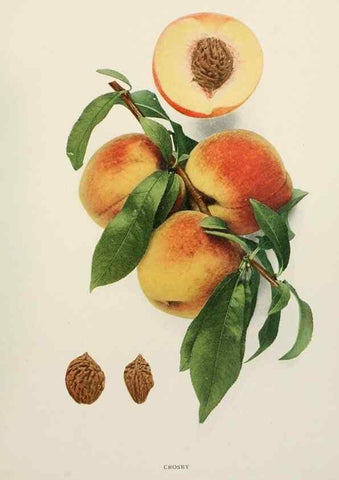 Reproducción/Reproduction 29802995716: The peaches of New York,. Albany,J. B. Lyon Company, printers,1917.