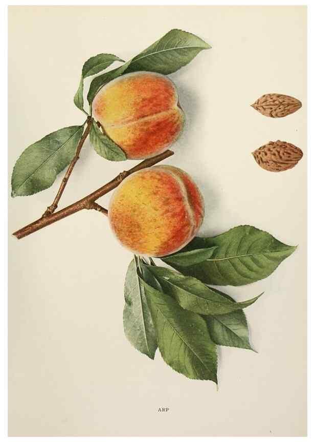 Reproducción/Reproduction 29211086944: The peaches of New York,. Albany,J. B. Lyon Company, printers,1917.