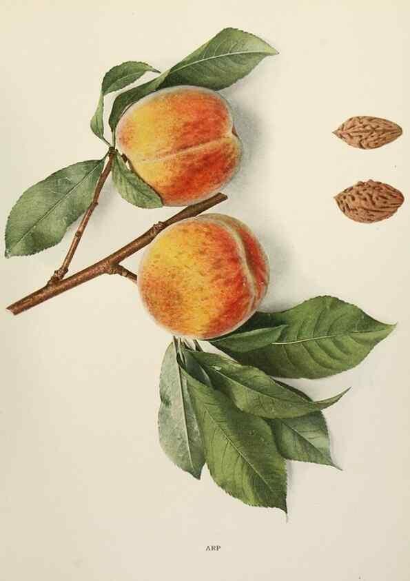 Reproducción/Reproduction 29211086944: The peaches of New York,. Albany,J. B. Lyon Company, printers,1917.