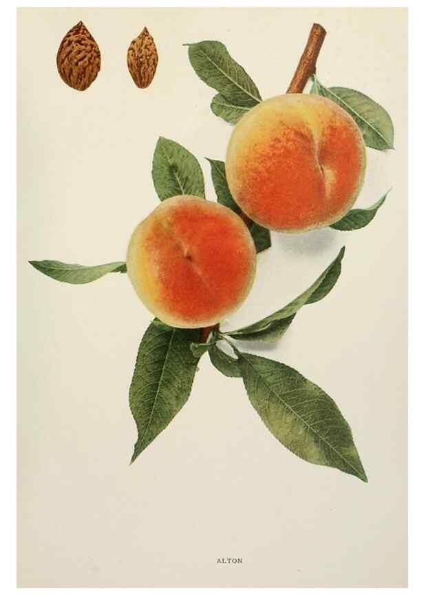 Reproducción/Reproduction 29211084524: The peaches of New York,. Albany,J. B. Lyon Company, printers,1917.