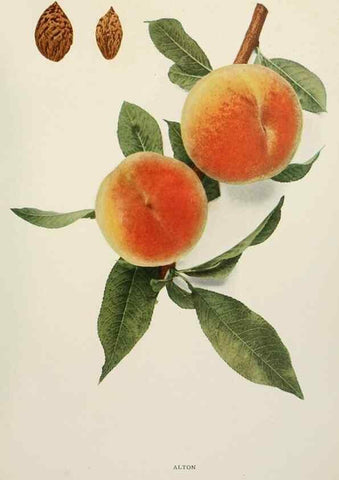 Reproducción/Reproduction 29211084524: The peaches of New York,. Albany,J. B. Lyon Company, printers,1917.