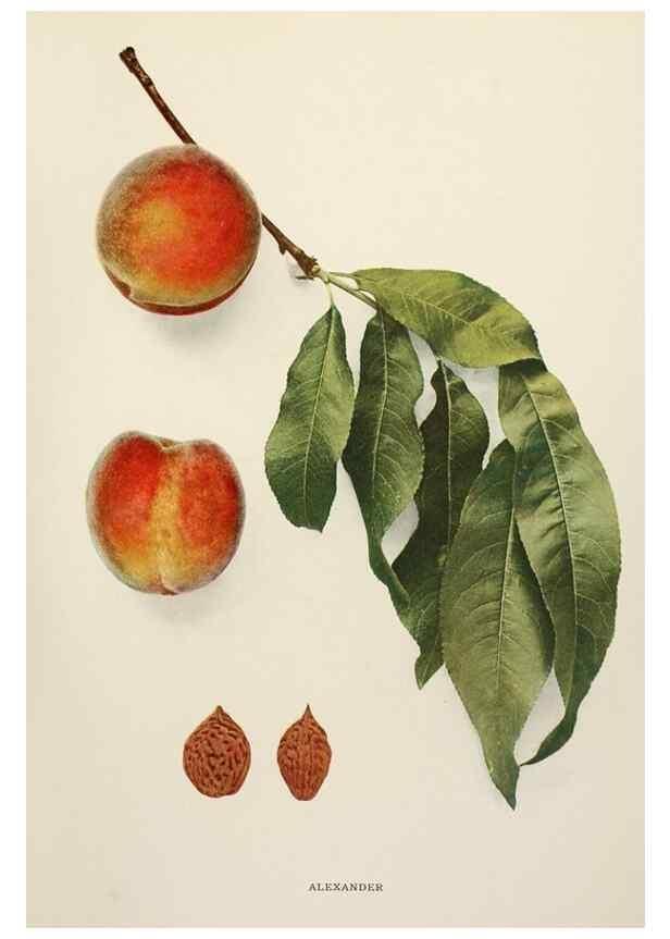 Reproducción/Reproduction 29725216752: The peaches of New York,. Albany,J. B. Lyon Company, printers,1917.