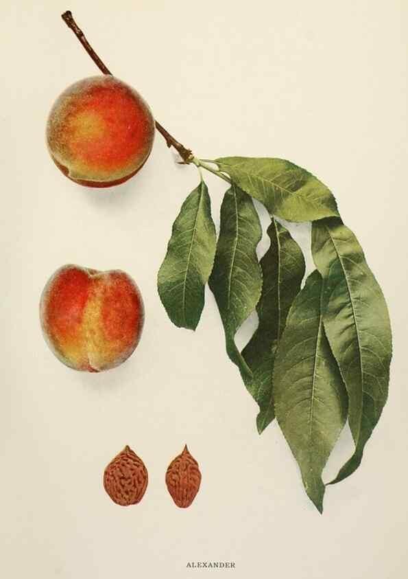 Reproducción/Reproduction 29725216752: The peaches of New York,. Albany,J. B. Lyon Company, printers,1917.