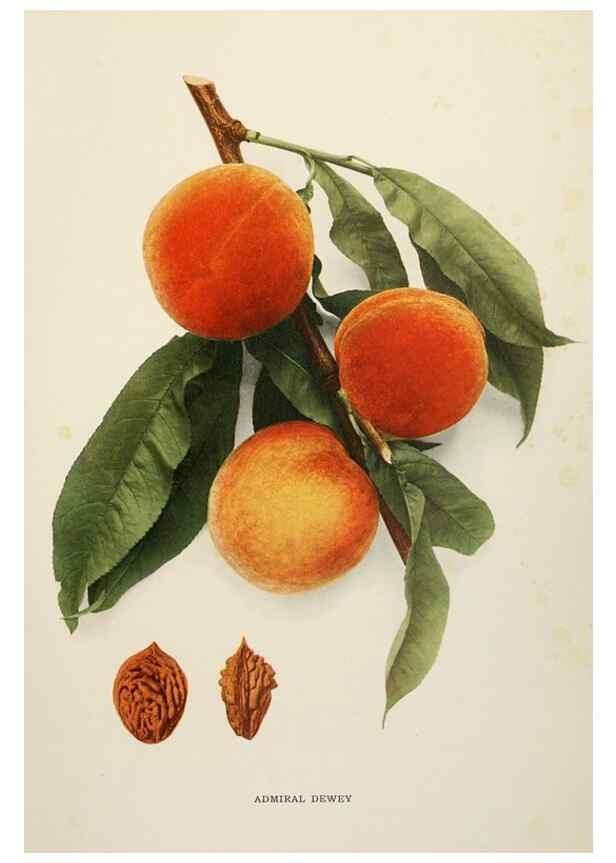 Reproducción/Reproduction 29212250633: The peaches of New York,. Albany,J. B. Lyon Company, printers,1917.