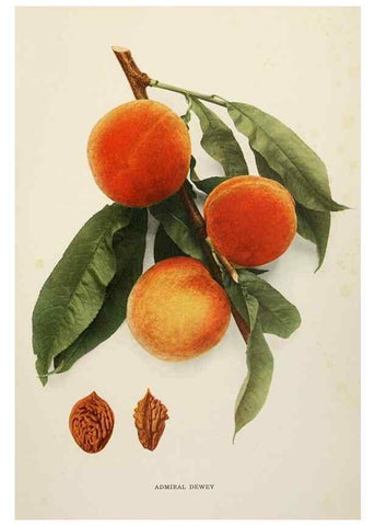 Reproducción/Reproduction 29212250633: The peaches of New York,. Albany,J. B. Lyon Company, printers,1917.
