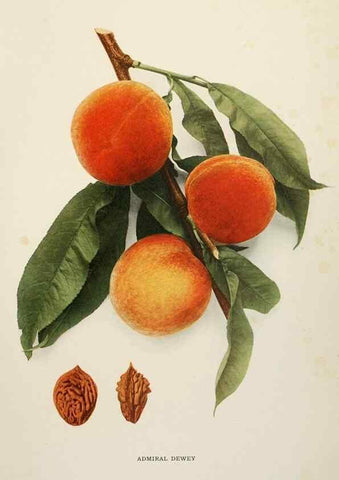 Reproducción/Reproduction 29212250633: The peaches of New York,. Albany,J. B. Lyon Company, printers,1917.