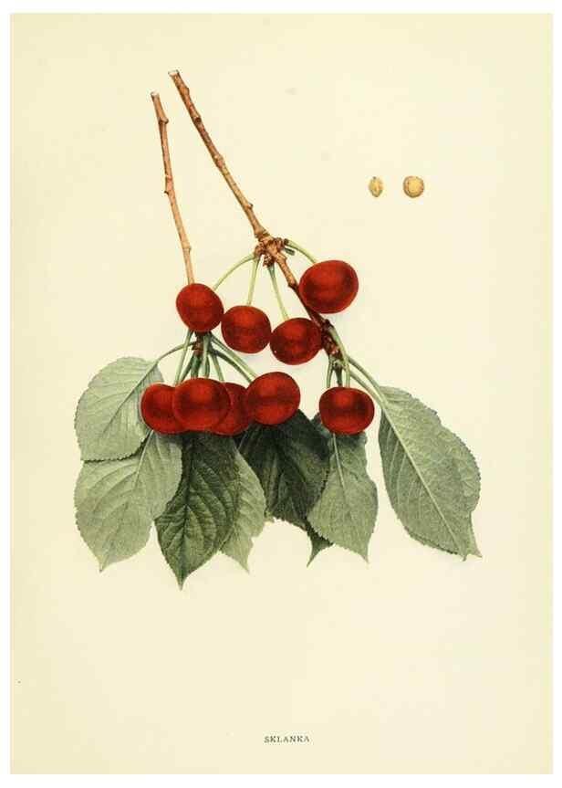 Reproducción/Reproduction 29837709375: The cherries of New York,. Albany,J. B. Lyon company, state printers,1915.