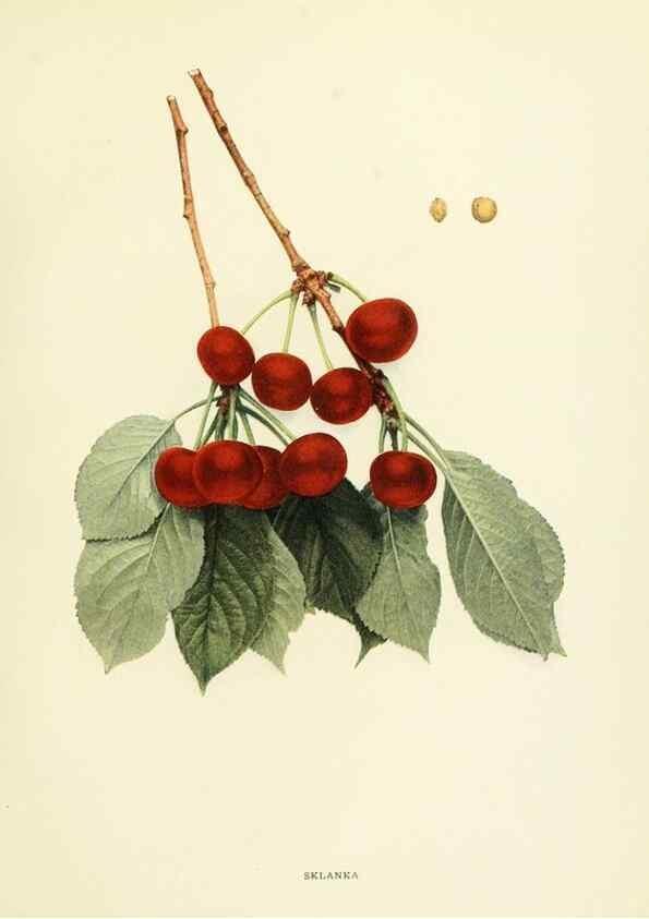 Reproducción/Reproduction 29837709375: The cherries of New York,. Albany,J. B. Lyon company, state printers,1915.